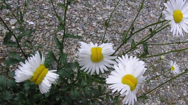 A Fukushima, des fleurs mutantes apparaissent alors que les habitants reviennent (PHOTOS)