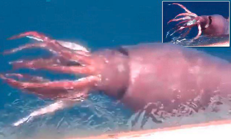 Alerte : un calmar géant filmé par des marins russes (VIDEO)
