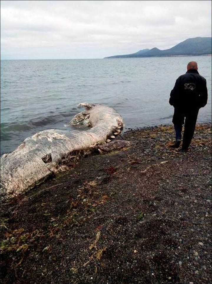 Mamouth, dauphin ou pélican ? Un très étrange animal échoué en extrême orient russe fait sensation
