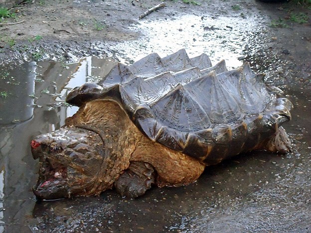 Mamouth, dauphin ou pélican ? Un très étrange animal échoué en extrême orient russe fait sensation