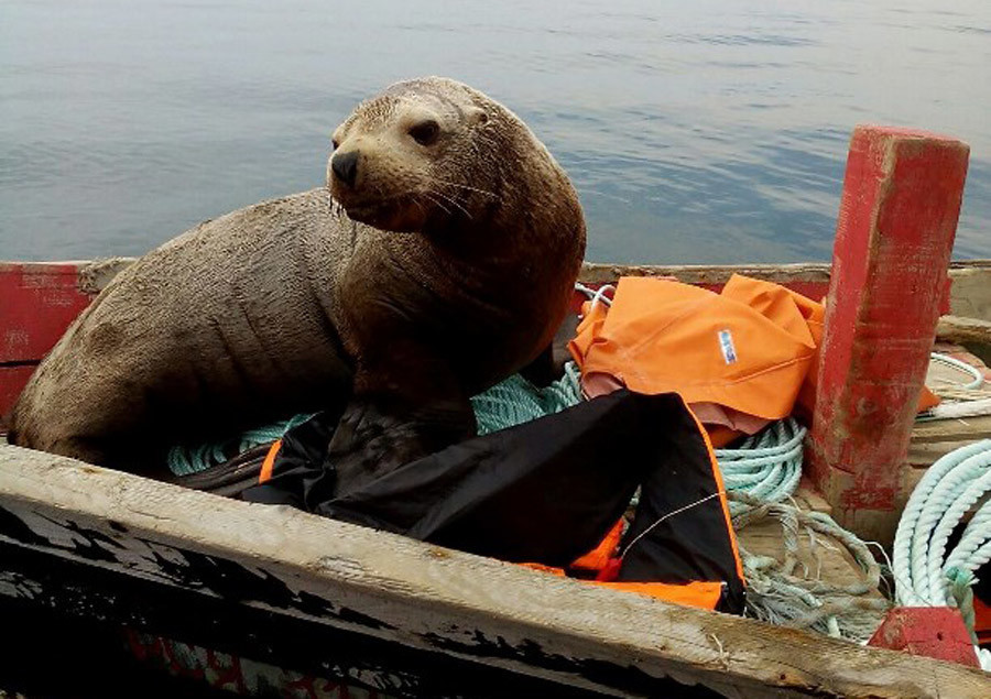 Un phoque grimpe à bord d'une barque, et navigue pendant huit heures avec les pêcheurs