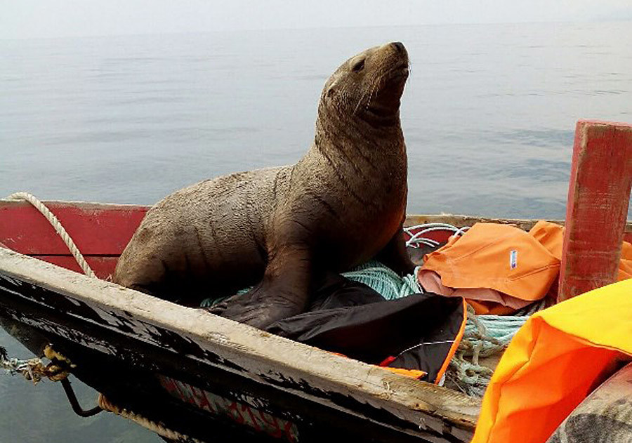 Un phoque grimpe à bord d'une barque, et navigue pendant huit heures avec les pêcheurs
