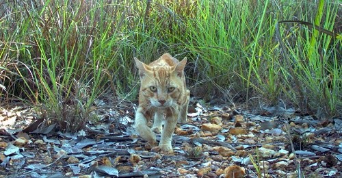 «BB» se mobilise pour sauver 2 millions de chats sauvages australiens !