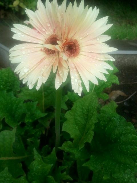 A Fukushima, des fleurs mutantes apparaissent alors que les habitants reviennent (PHOTOS)
