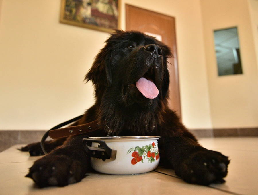 Poutine réalise le rêve d’une jeune Kirghize en lui offrant un chien