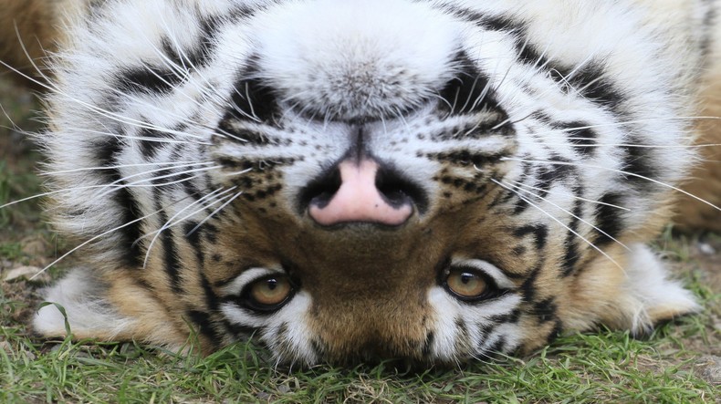 Des inconnus ont abattu un jeune tigre de l’Amour dans l’Extrême-Orient russe