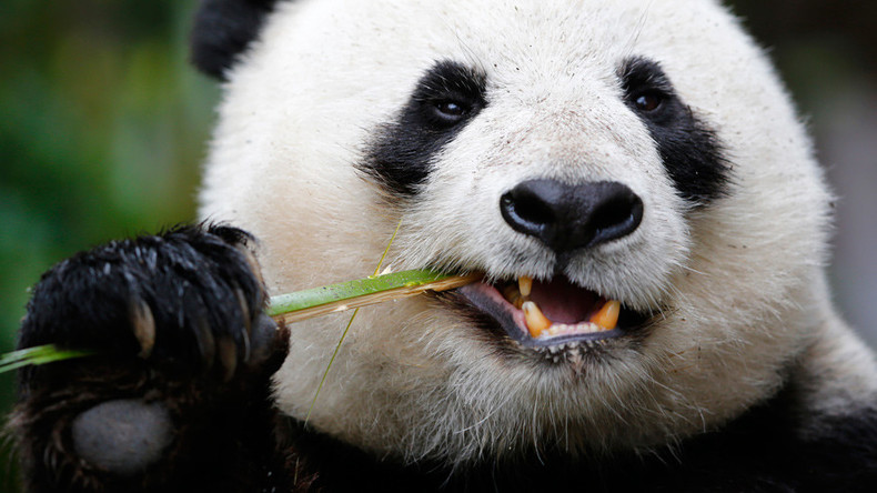 Don’t worry, be happy : le krach des bourses chinoises en images sur Twitter