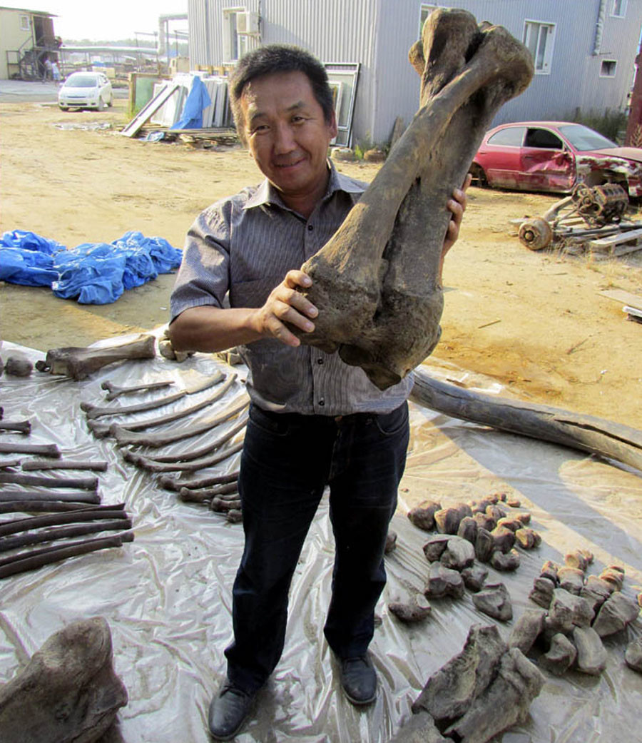 Le squelette d’un ancêtre du mammouth laineux de 126 000 ans découvert en Sibérie (PHOTOS)