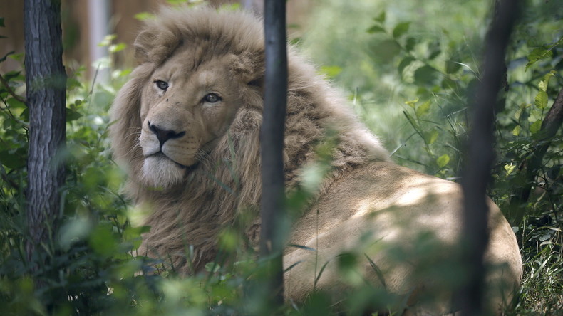 Un zoo danois invite les enfants à assister à la dissection d’un lion lors des vacances d’automne