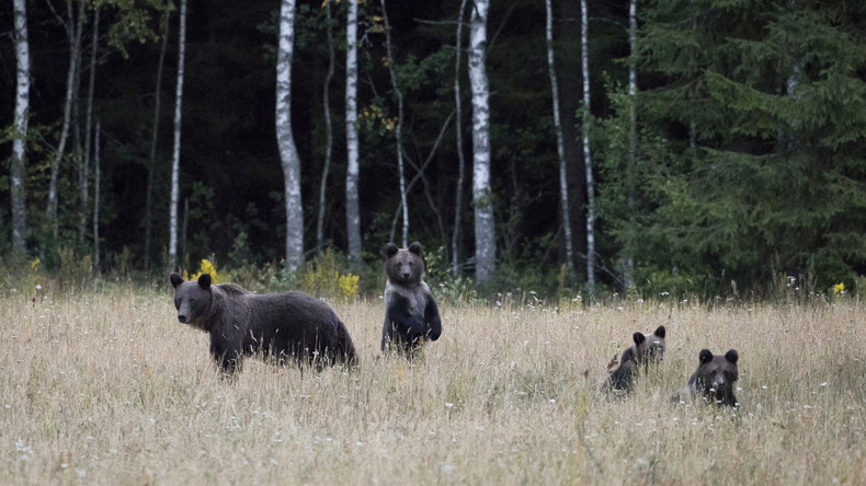En Russie, un ours affamé abattu après être entré dans une école maternelle (VIDEOS)