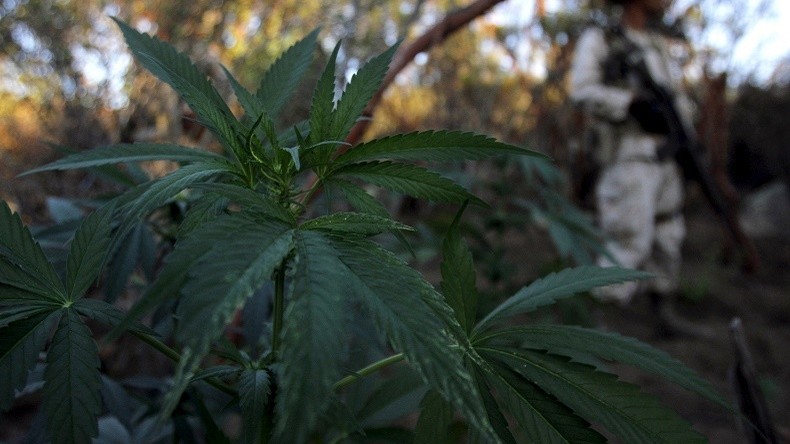Au Mexique, fumer de la marijuana est désormais un droit humain fondamental