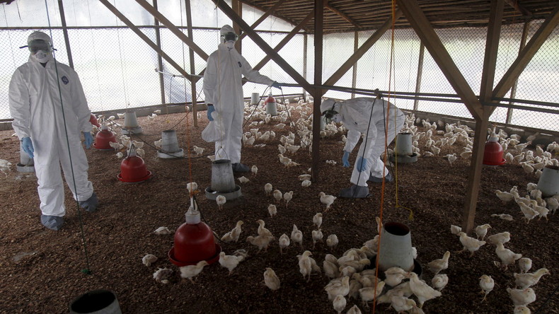 Le Japon bloque les importations de foie gras français à cause de la grippe aviaire