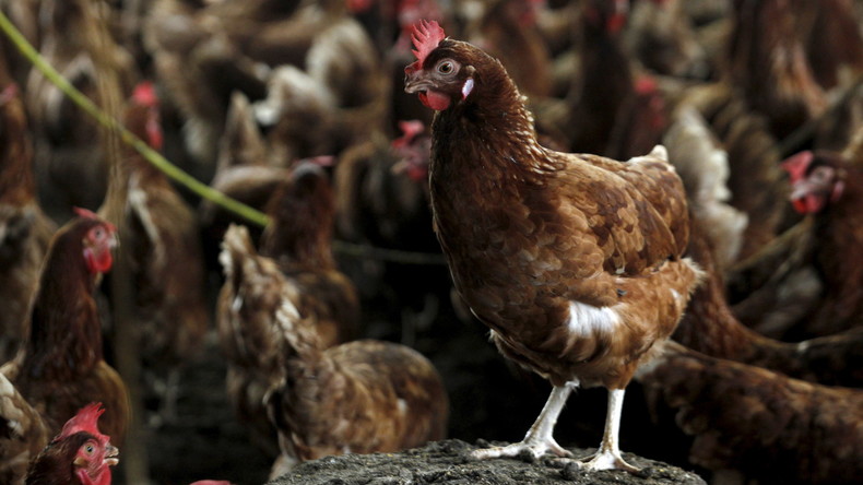 Grippe aviaire : 15 nouveaux cas dans le Sud-Ouest