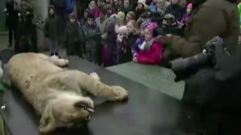 Un lion mort éventré devant des enfants pour des raisons pédagogiques dans un zoo danois (VIDEO)