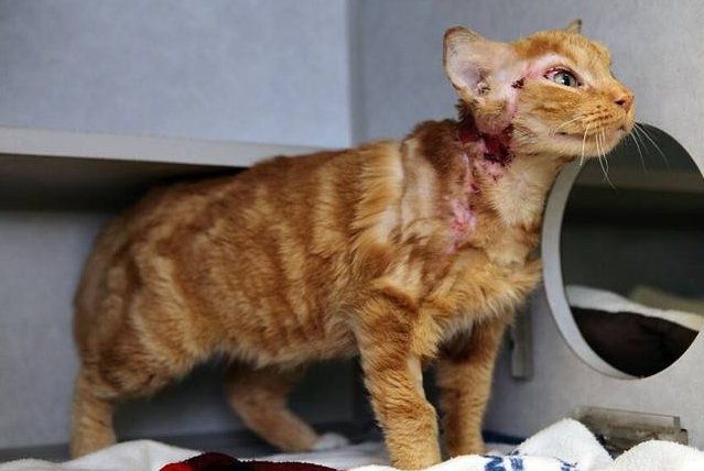 A Bagnolet, certains s’amusent à brûler des chats à l’acide (PHOTOS CHOC)