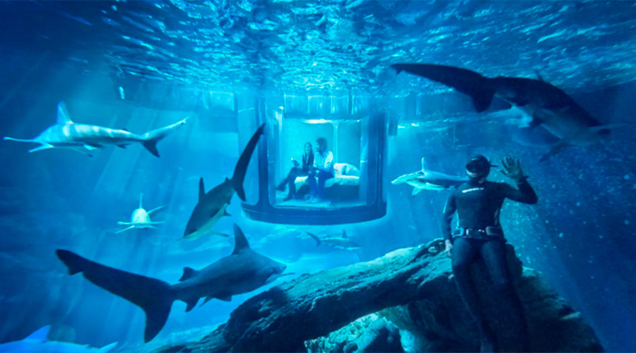 Une nuit avec des requins à Paris : une offre d’Airbnb qui glace le sang