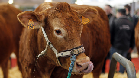 Une vache au Salon international de l'agriculture, le 29 février 2016