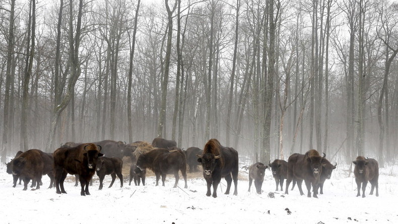 Tchernobyl : 30 ans après, la zone d’exclusion est devenue une réserve naturelle (PHOTOS, VIDEO)