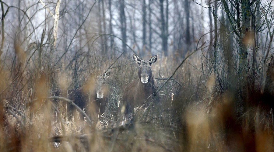 Tchernobyl : 30 ans après, la zone d’exclusion est devenue une réserve naturelle (PHOTOS, VIDEO)