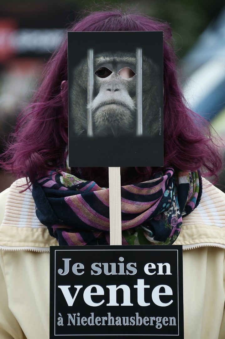 Défense des animaux : une «armée de singes» envahit les rues de Strasbourg (PHOTOS)