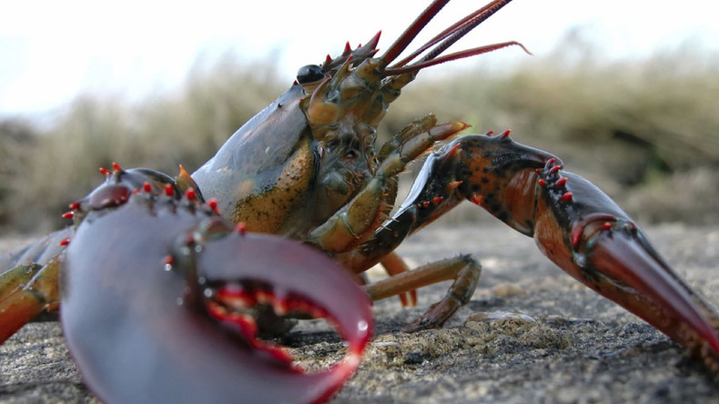 Des végétaliennes canadiennes aident un homard à faire un voyage du supermarché jusqu'à l'océan