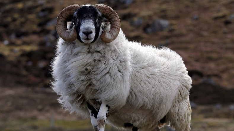 Espagne: un berger s'endort, pendant ce temps ses moutons font la fête dans la ville voisine (VIDEO)