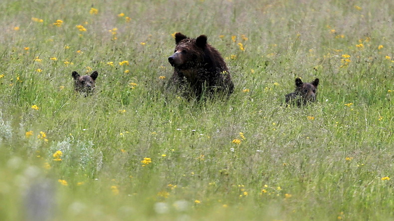 Japon : adeptes de chair humaine, les attaques d'ours ont redoublé