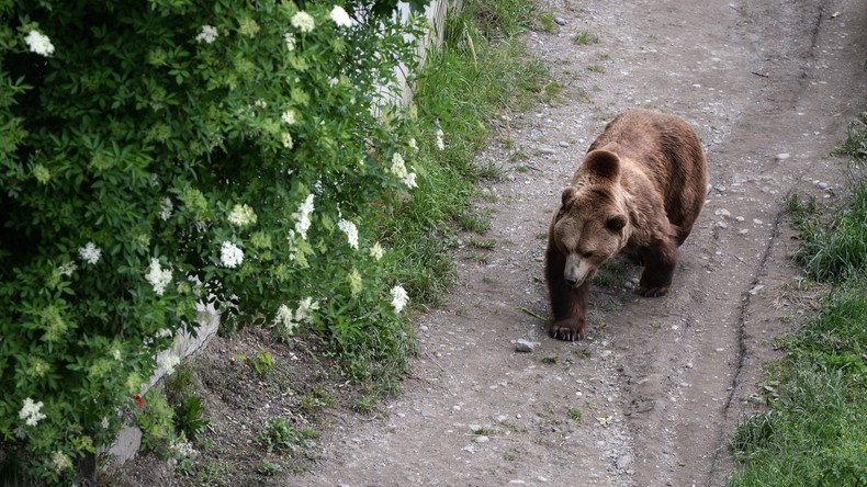 Russie : une femme accouche en pleine forêt pendant que la police repousse les ours (VIDEO)