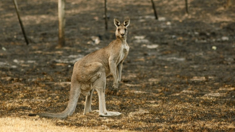 Un jeune Australien envisageait de faire exploser des policiers avec un kangourou kamikaze