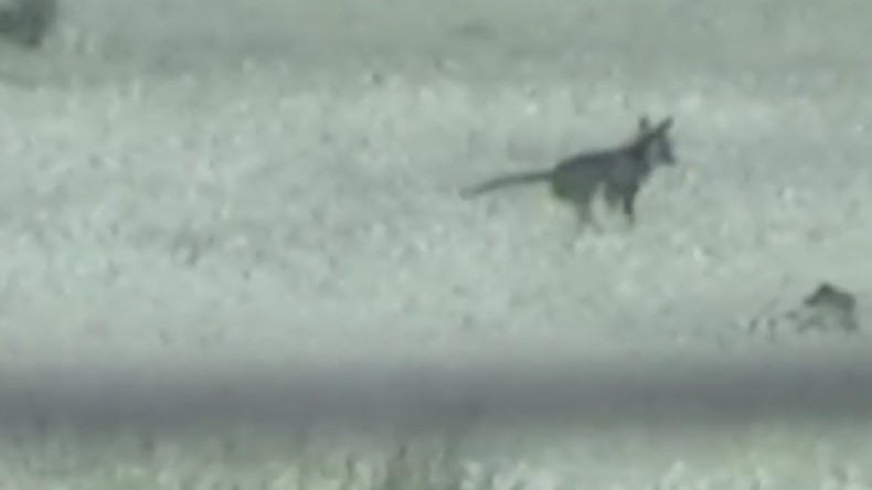 Disparu depuis longtemps, un tigre de Tasmanie aurait été repéré par une caméra (VIDEO)