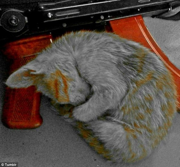 Fini les photos de chatons ? Le Don Juan de Daesh aurait été tué en Syrie (PHOTOS)