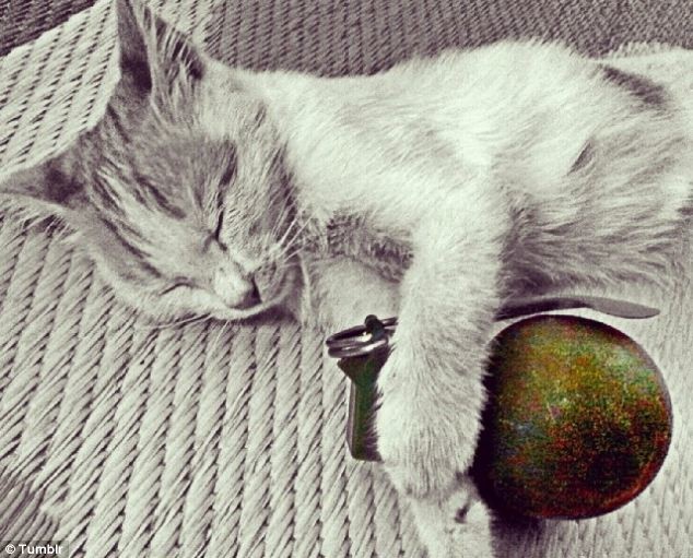 Fini les photos de chatons ? Le Don Juan de Daesh aurait été tué en Syrie (PHOTOS)