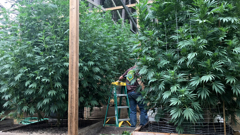 Primaires : à droite comme à gauche, les candidats s'emparent du débat sur le cannabis