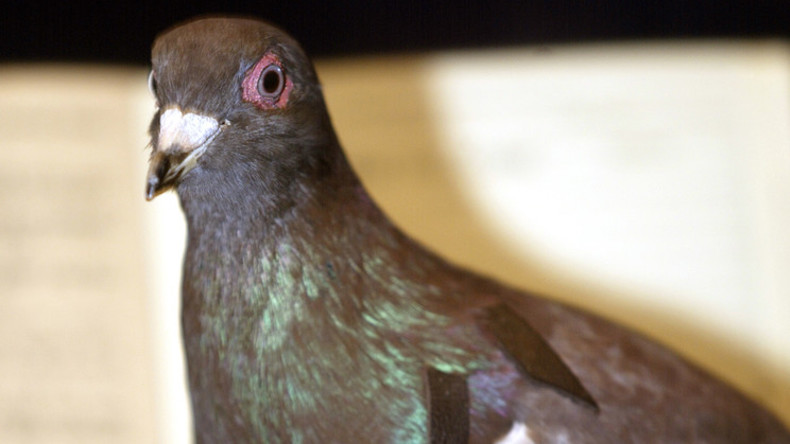 Insolite : les ailes du pigeon «djihadiste» ont été clipsées afin de l’empêcher de s'envoler