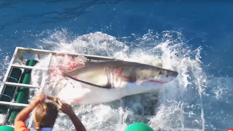 Images choc d'un grand requin blanc qui détruit la cage d’un plongeur en Guadeloupe