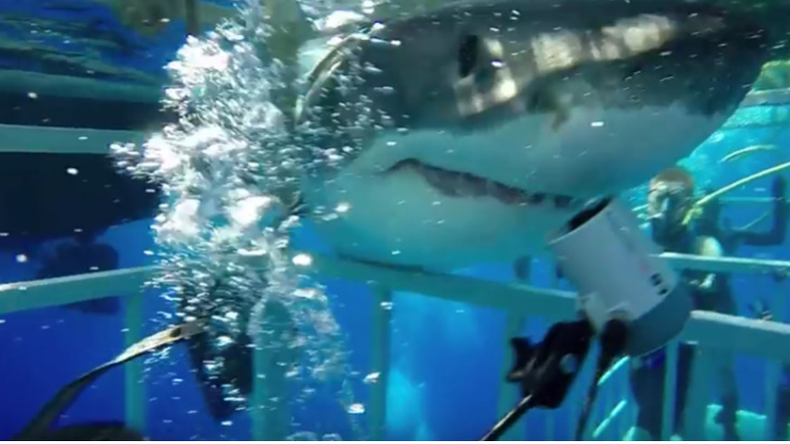 Un grand requin blanc fonce dans la cage d'un plongeur et parvient à y pénétrer ! (VIDEO CHOC)