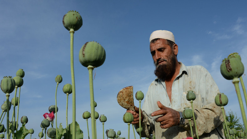 Afghanistan : l'ONU rapporte une augmentation vertigineuse de la production d'opium