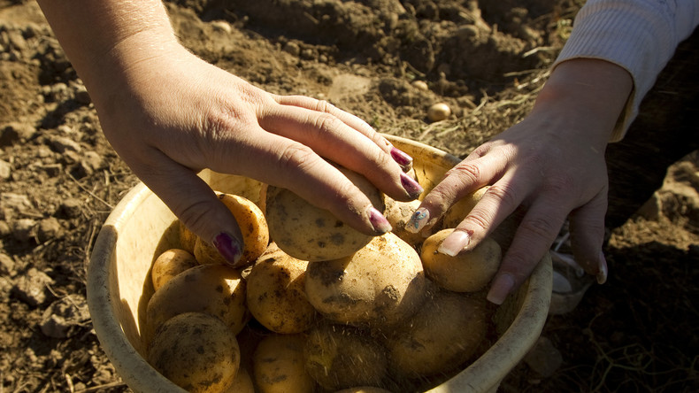 Un couple croit éplucher une pomme de terre... et tombe sur une grenade de 1917