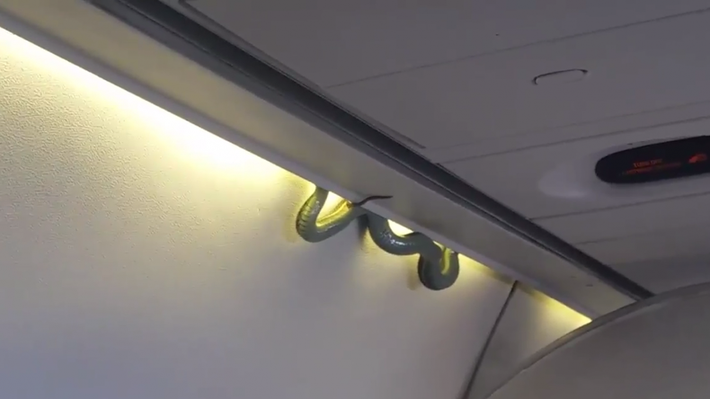 Un serpent mexicain s'invite dans un avion (VIDEO)