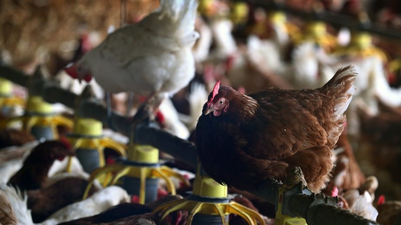 Grippe aviaire : l'ensemble du territoire français placé en risque «élevé»