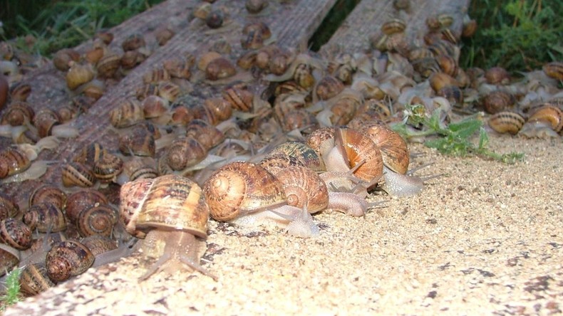 L’Ukraine se prend pour la Bourgogne et exporte plus d'escargots que de spécialités nationales