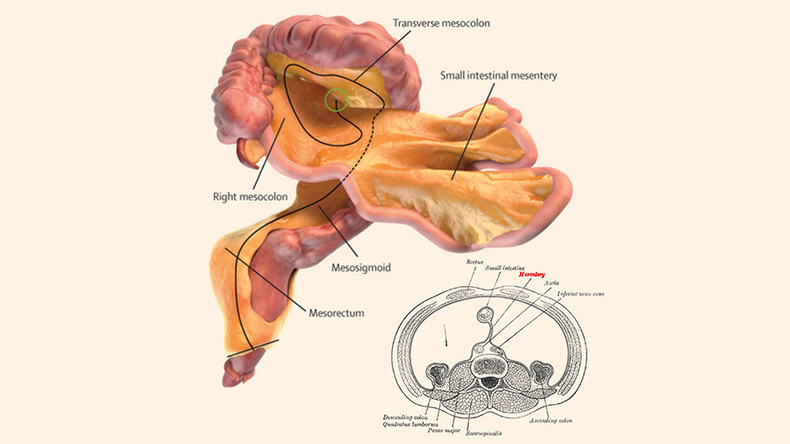 Qu'est-ce donc que le mésentère, ce nouvel organe du corps humain découvert par des chercheurs ?