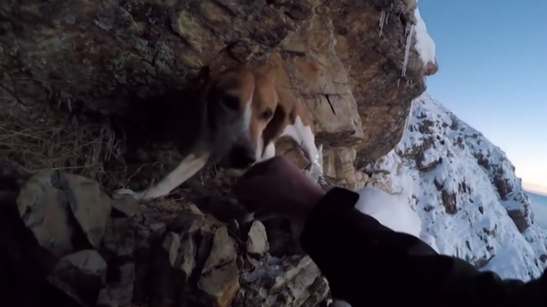 Si les sauveteurs n’ont rien pu faire pour ce chien coincé sur une falaise, il a flairé la solution