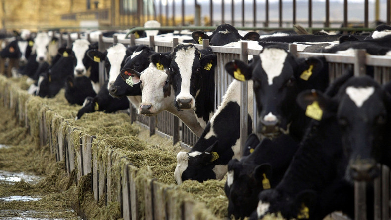 Des vaches néerlandaises déclarés personae non gratae en Turquie