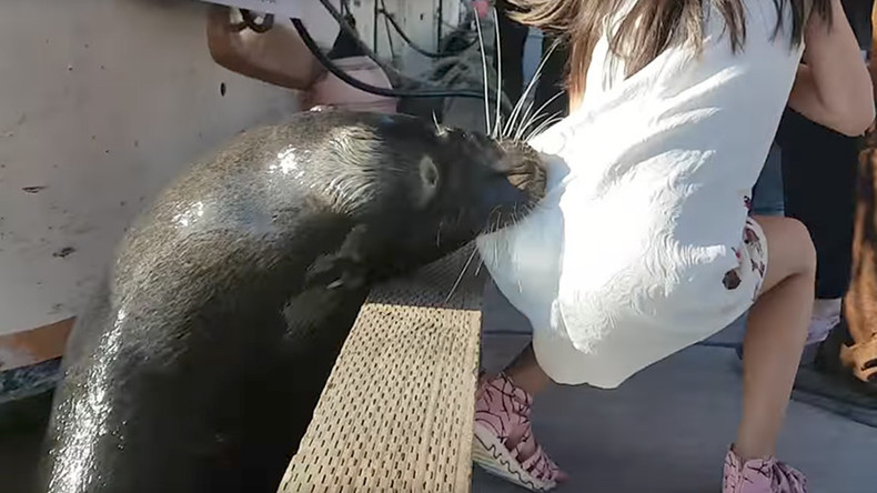 Une fillette secourue après avoir été entraînée brusquement dans l'eau par un lion de mer (VIDEO)