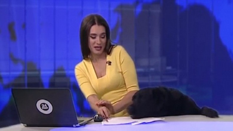 Russie : un labrador espiègle s'invite dans un journal télévisé en direct (VIDEO)