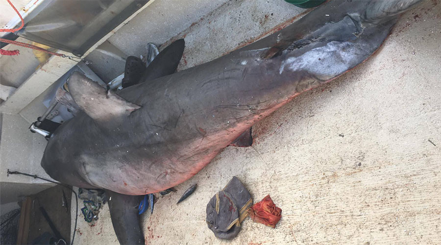Australie : un requin de 2,7 mètres saute sur une petite embarcation