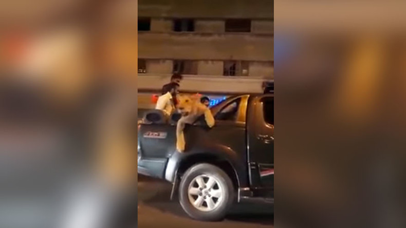 Pakistan : un homme arrêté en pleine ville avec dans son pick-up... une lionne (VIDEO)