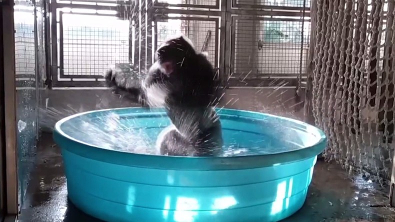 La meilleure vidéo de la semaine : quand un gorille s’éclate dans une piscine