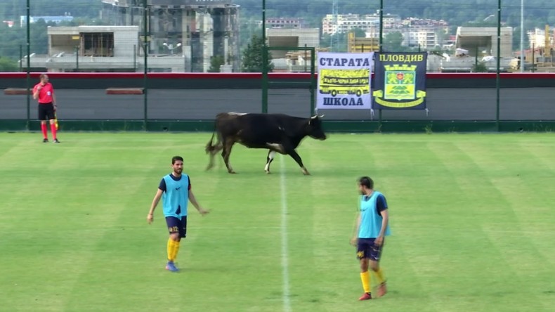 En Bulgarie, une vache confond un terrain de foot avec un pâturage en plein match (VIDEO)